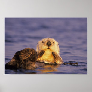 Poster Loutres de mer, Enhydra lutris 5