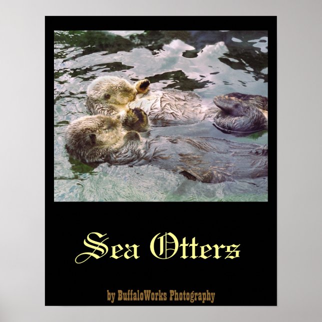 Poster Loutres de mer tenant les mains (Devant)