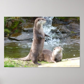 Poster Loutres par cascade