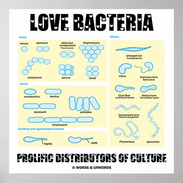 Poster Love Bactéries Distributeurs Prolifiques De Cultur (Devant)