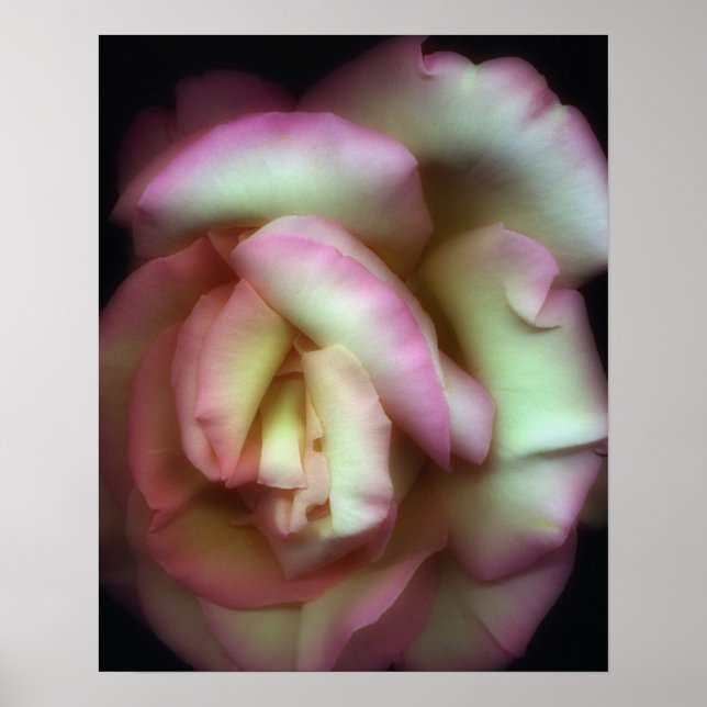 Poster <Love is a Rose>par Nathan Griffith (Devant)