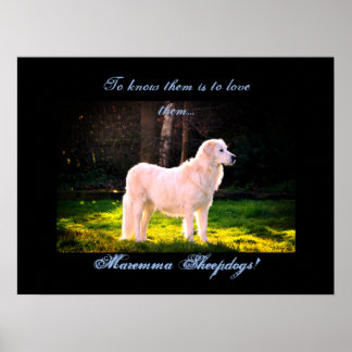 Poster Love Maremma cheepdogs II