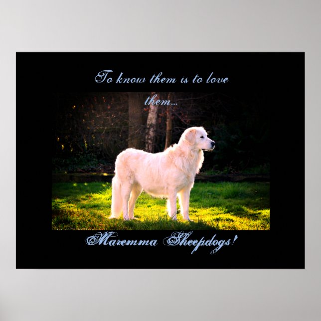 Poster Love Maremma cheepdogs II (Devant)
