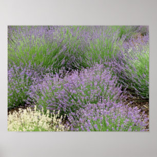 Poster Lovely Lavender