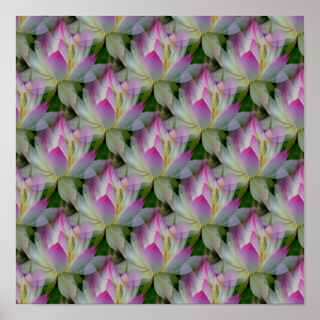 Poster Loving Lotuses... (Devant)
