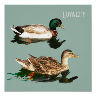Poster loyauté des canards