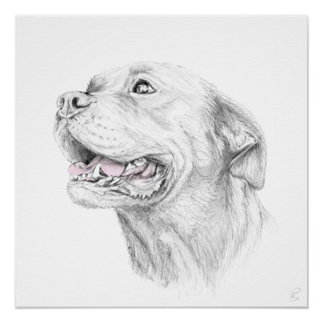 Poster Loyauté, Un Staffordshire américain Terrier (Devant)