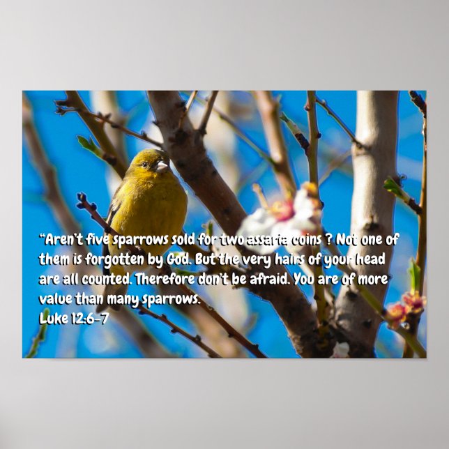 Poster Luc 12:6-7 (Devant)