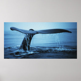 Poster Luc de baleine