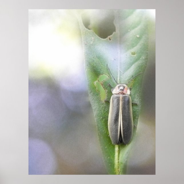 Poster luciole - Photuris Pyralis (Devant)