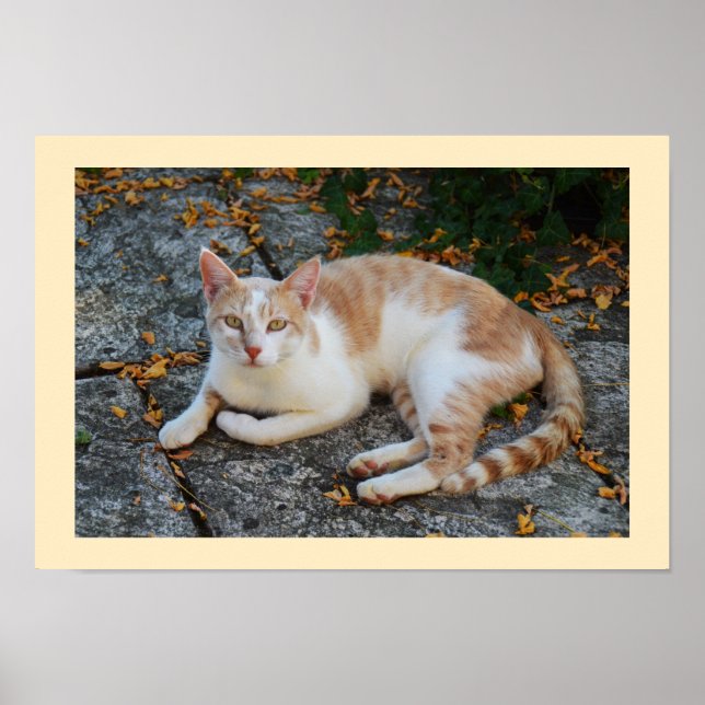 Poster Lucky (Devant)