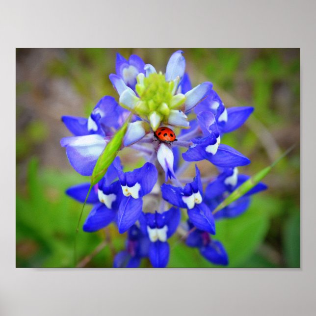 Poster Lucky Bluebonnet (Devant)