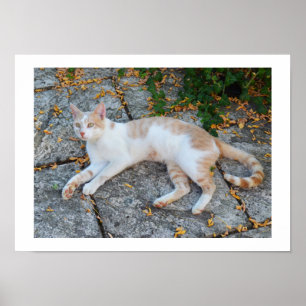 Poster Lucky réveillé