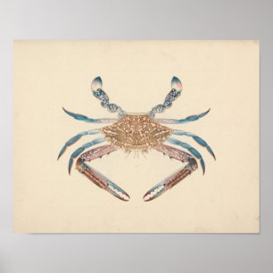Poster Luigi Balugani - Portunua Pelagicus - Blue Crab