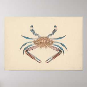 Poster Luigi Balugani - Portunua Pelagicus - Crabe bleu