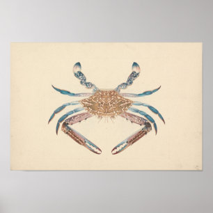 Poster Luigi Balugani - Portunua Pelagicus - Crabe bleu