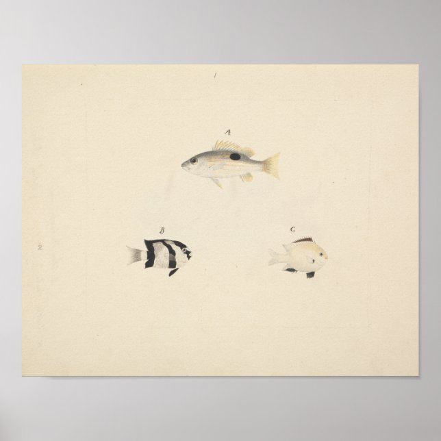 Poster Luigi Balugani - Trois poissons non identifiés (Devant)