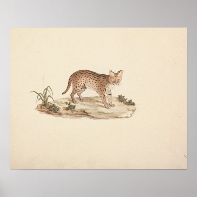Poster Luigi Balugani - Wildcat ou Serval africain (Devant)