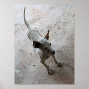 Poster Luk Maa ... Chien Puppy Thai Soi