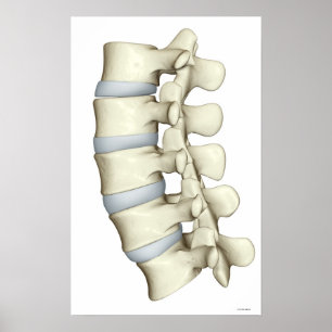 Poster Lumbar Vertebrae 2