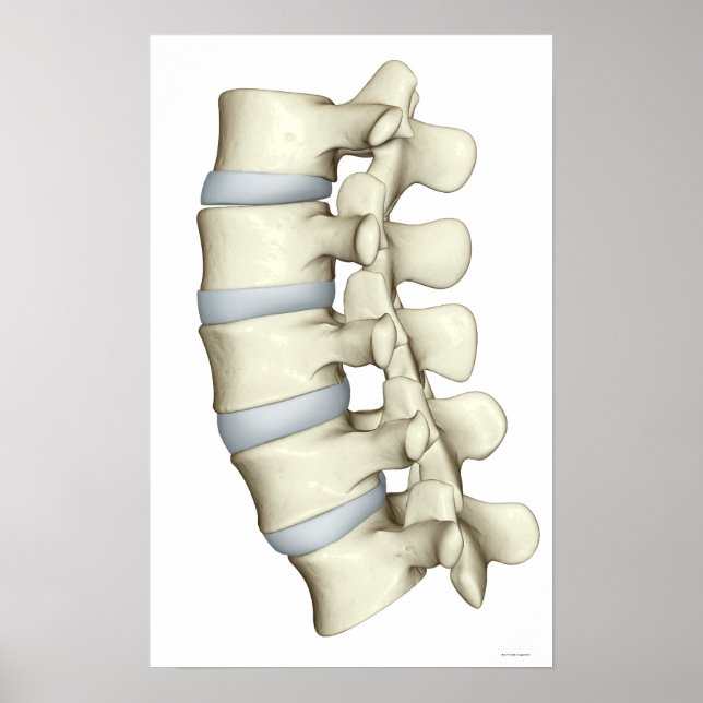 Poster Lumbar Vertebrae 2 (Devant)