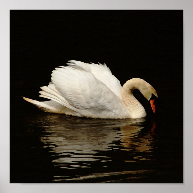 Poster Lumière dans le cygne foncé Imprimer si joli (Devant)