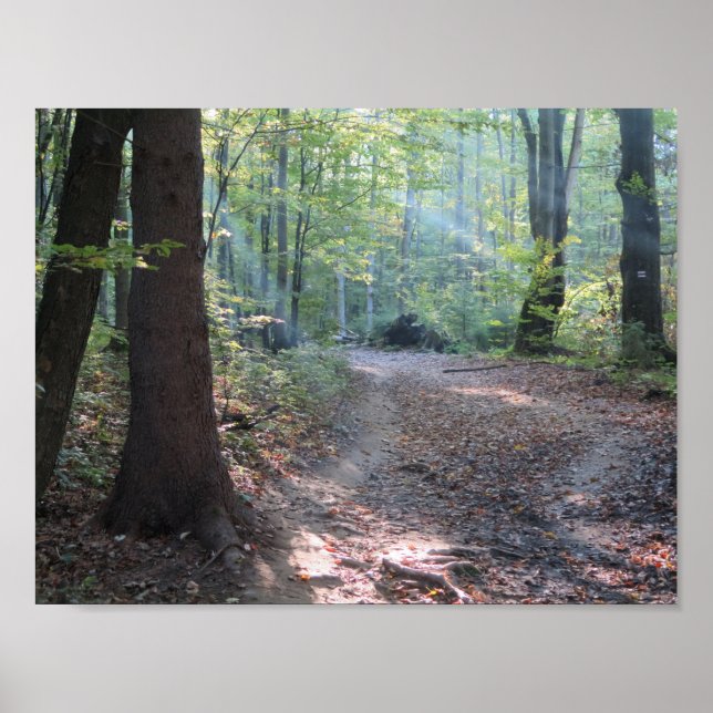 Poster Lumière de la forêt de Bieszczady (Devant)
