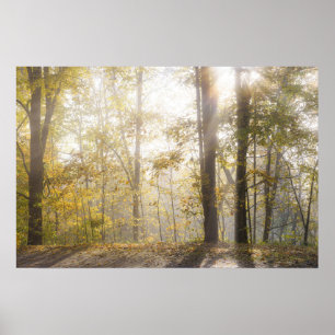 Poster Lumière dorée du soleil à travers les arbres d'aut