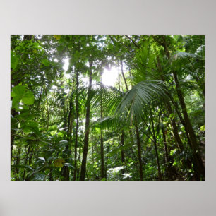 Poster Lumière du soleil à travers la canopée de la forêt