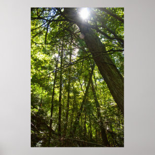 Poster Lumière du soleil à travers la canopée de la forêt
