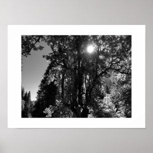 Poster Lumière du soleil à travers les arbres Photo noir 