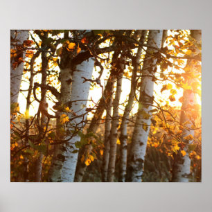 Poster Lumière du soleil à travers les bouleaux 20x16 Pos