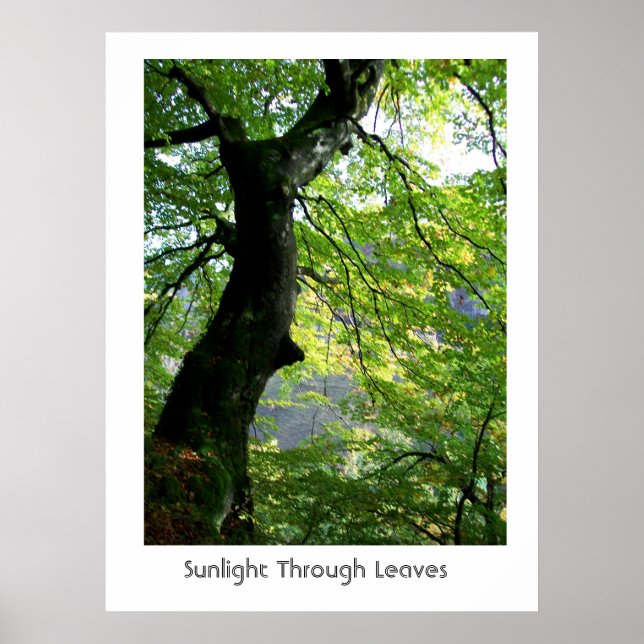 Poster Lumière du soleil à travers les Feuilles (Devant)
