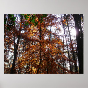 Poster Lumière du soleil à travers un arbre en automne à
