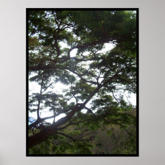 Poster Lumière du soleil dans les arbres