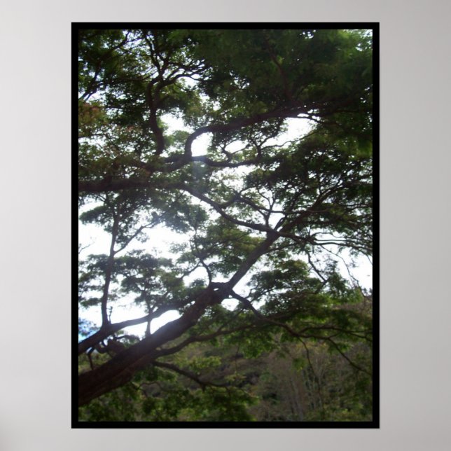 Poster Lumière du soleil dans les arbres (Devant)