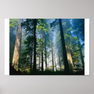 Poster Lumière du soleil de forêt