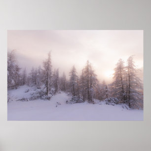 Poster Lumière du soleil et forêt de sapins