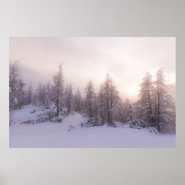 Poster Lumière du soleil et forêt d'épinettes (Devant)