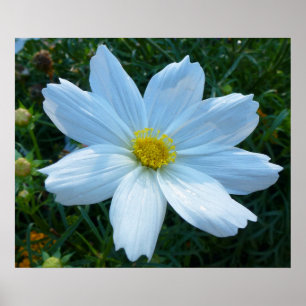 Poster Lumière du soleil sur la florale blanche de Cosmos