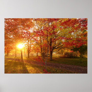Poster Lumière du soleil sur les érables rouges