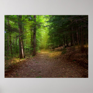 Poster Lumière forestière