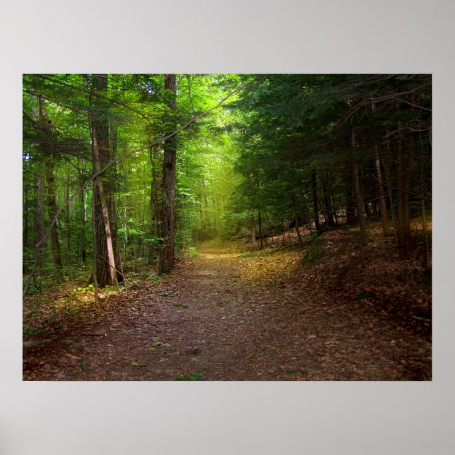 Poster Lumière forestière (Devant)