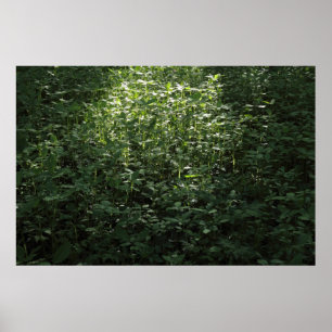 Poster Lumière solaire des bois 02