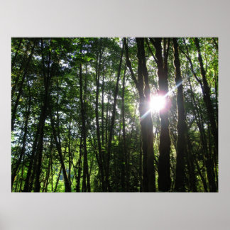 Poster Lumière verte..