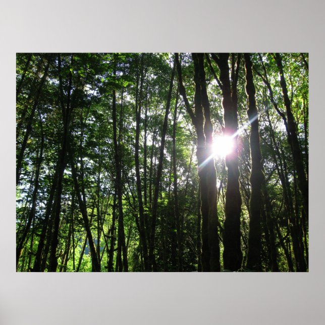 Poster Lumière verte.. (Devant)