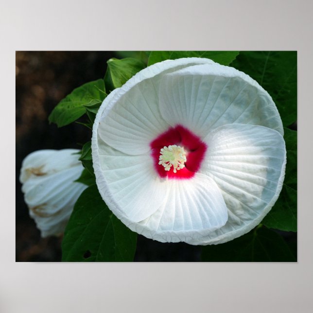 Poster Luna Hibiscus (Devant)