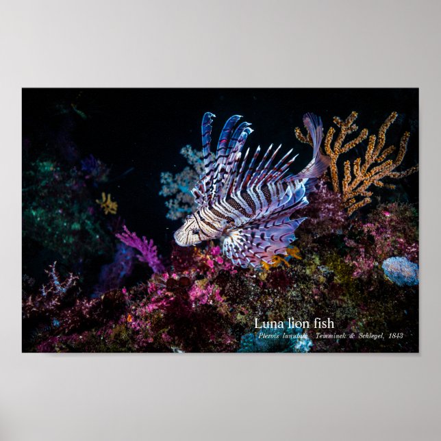 Poster Luna lion fish, Pterois lunulata, (Devant)