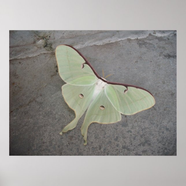 Poster Luna Moth (Devant)
