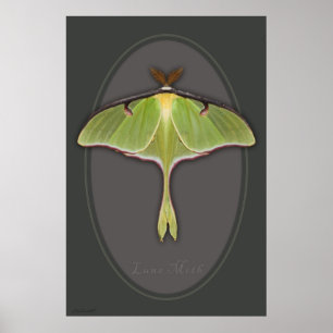 Poster Luna Moth -24x36 -autres tailles disponible
